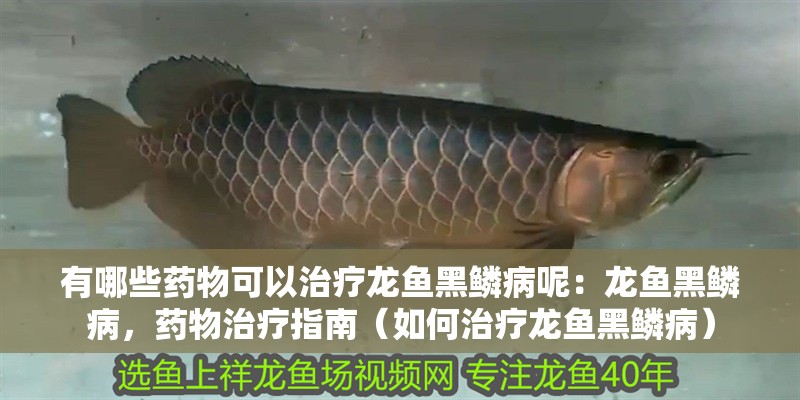 有哪些藥物可以治療龍魚黑鱗病呢：龍魚黑鱗病，藥物治療指南（如何治療龍魚黑鱗病）
