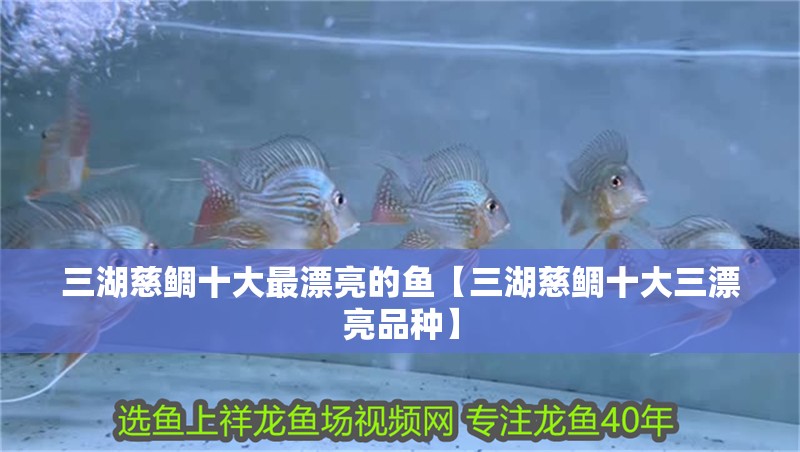 三湖慈鯛十大最漂亮的魚【三湖慈鯛十大三漂亮品種】