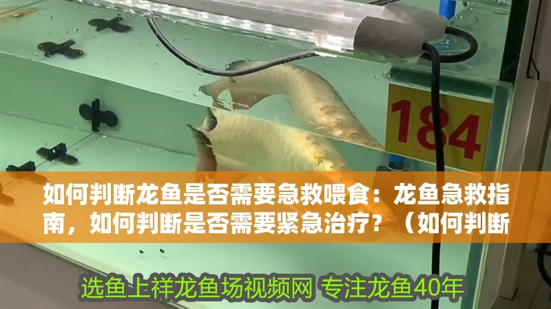 如何判斷龍魚是否需要急救喂食：龍魚急救指南，如何判斷是否需要緊急治療？（如何判斷龍魚是否處于危險之中）