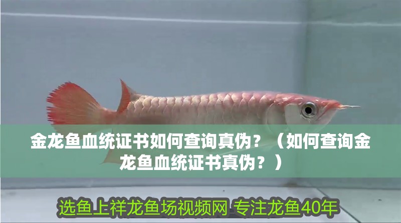 金龍魚血統證書如何查詢真偽？（如何查詢金龍魚血統證書真偽？）