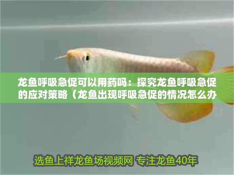 龍魚呼吸急促可以用藥嗎：探究龍魚呼吸急促的應對策略（龍魚出現呼吸急促的情況怎么辦？）