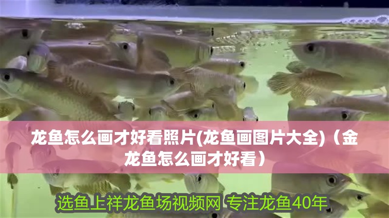 龍魚怎么畫才好看照片(龍魚畫圖片大全)（金龍魚怎么畫才好看）