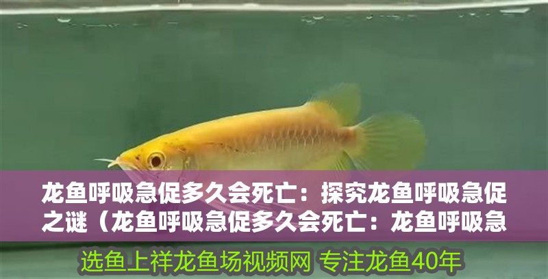 龍魚呼吸急促多久會死亡：探究龍魚呼吸急促之謎（龍魚呼吸急促多久會死亡：龍魚呼吸急促多久會死亡維持穩定）
