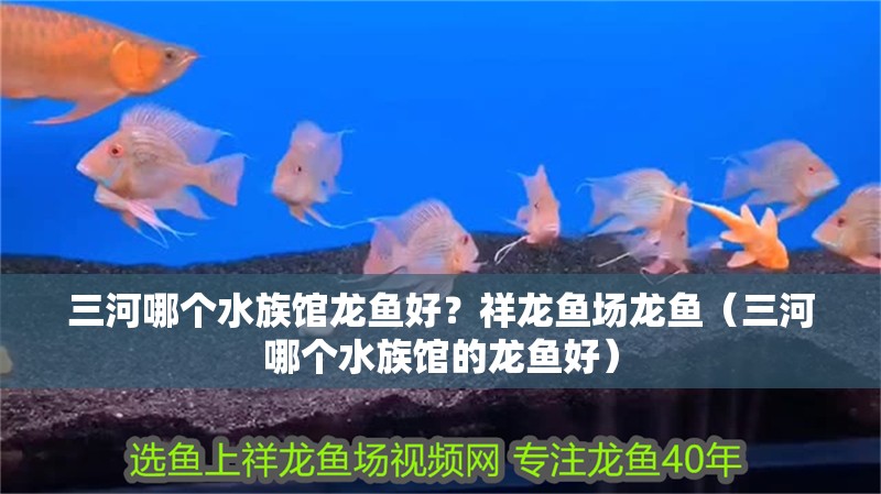 三河哪個(gè)水族館龍魚好？祥龍魚場(chǎng)龍魚（三河哪個(gè)水族館的龍魚好） 三河哪個(gè)水族館龍魚好？祥龍魚場(chǎng)龍魚（三河哪個(gè)水族館的龍魚好） 龍魚百科