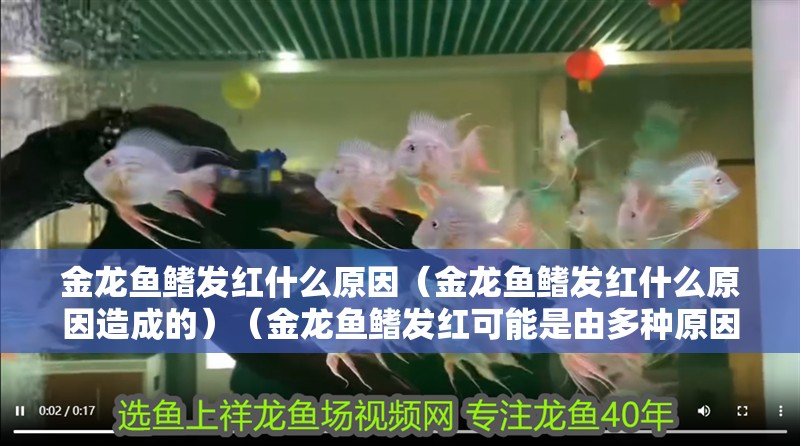 金龍魚鰭發紅什么原因（金龍魚鰭發紅什么原因造成的）（金龍魚鰭發紅可能是由多種原因引起的）