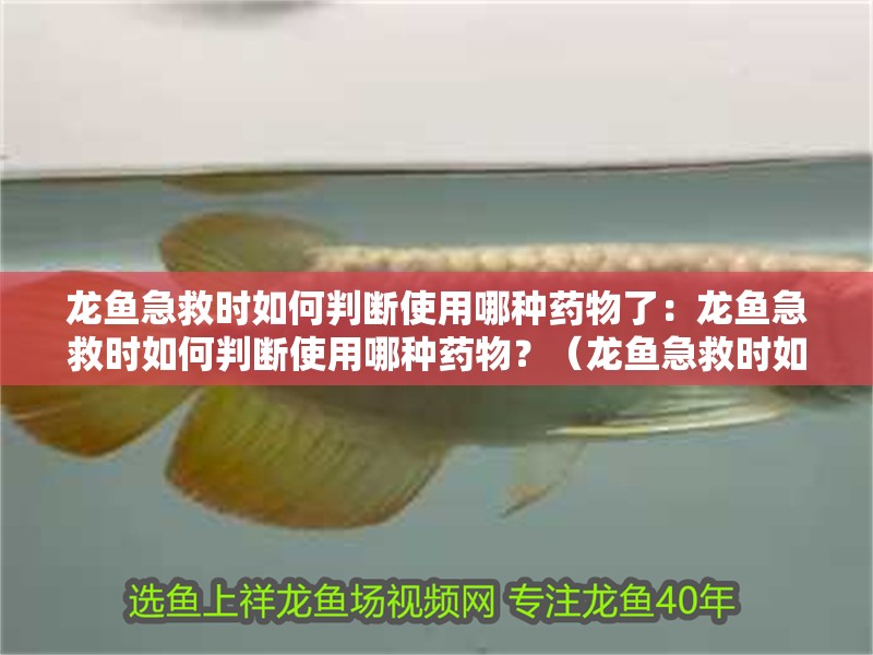 龍魚急救時如何判斷使用哪種藥物了：龍魚急救時如何判斷使用哪種藥物？（龍魚急救時如何判斷使用哪種藥物治療龍魚的健康狀況） 龍魚急救時如何判斷使用哪種藥物了：龍魚急救時如何判斷使用哪種藥物？（龍魚急救時如何判斷使用哪種藥物治療龍魚的健康狀況） 水族問答