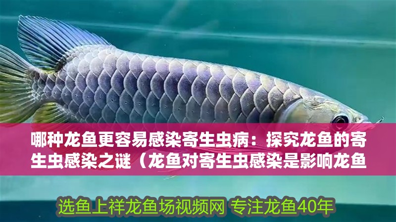哪種龍魚更容易感染寄生蟲病：探究龍魚的寄生蟲感染之謎（龍魚對寄生蟲感染是影響龍魚生存和繁殖的主要因素之一）