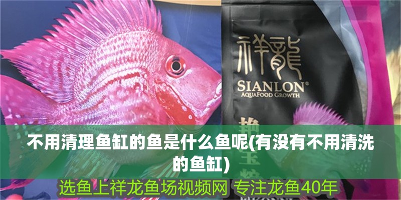 不用清理魚缸的魚是什么魚呢(有沒有不用清洗的魚缸)