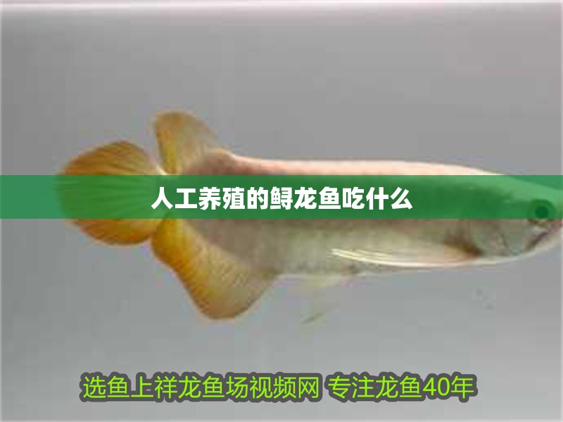 人工養殖的鱘龍魚吃什么