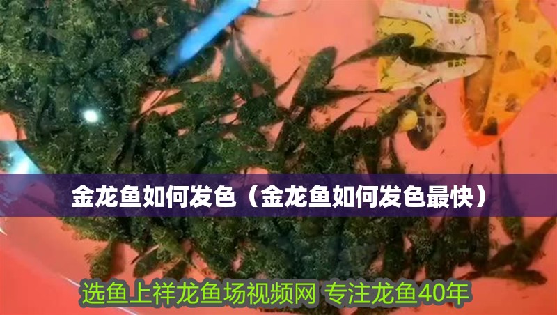 金龍魚如何發色（金龍魚如何發色最快）
