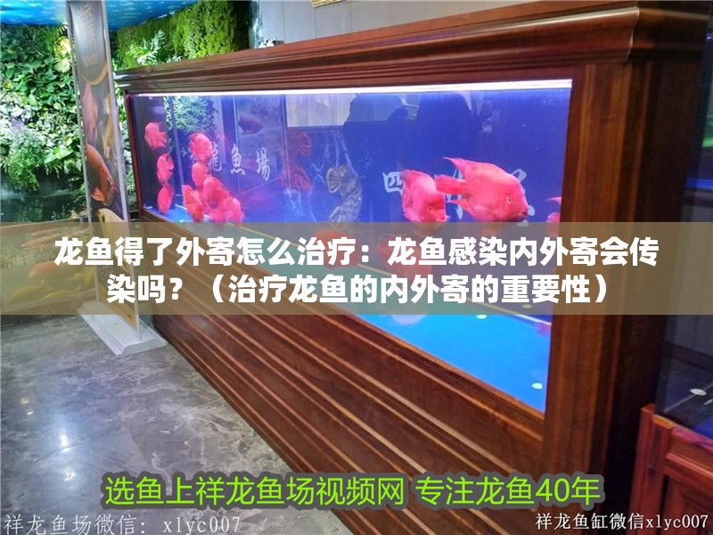龍魚得了外寄怎么治療：龍魚感染內外寄會傳染嗎？（治療龍魚的內外寄的重要性）