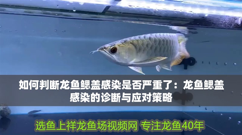 如何判斷龍魚鰓蓋感染是否嚴重了：龍魚鰓蓋感染的診斷與應對策略