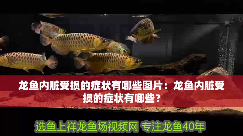 龍魚內臟受損的癥狀有哪些圖片：龍魚內臟受損的癥狀有哪些？