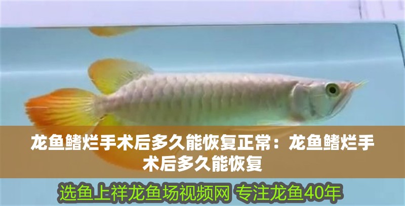 龍魚鰭爛手術后多久能恢復正常：龍魚鰭爛手術后多久能恢復
