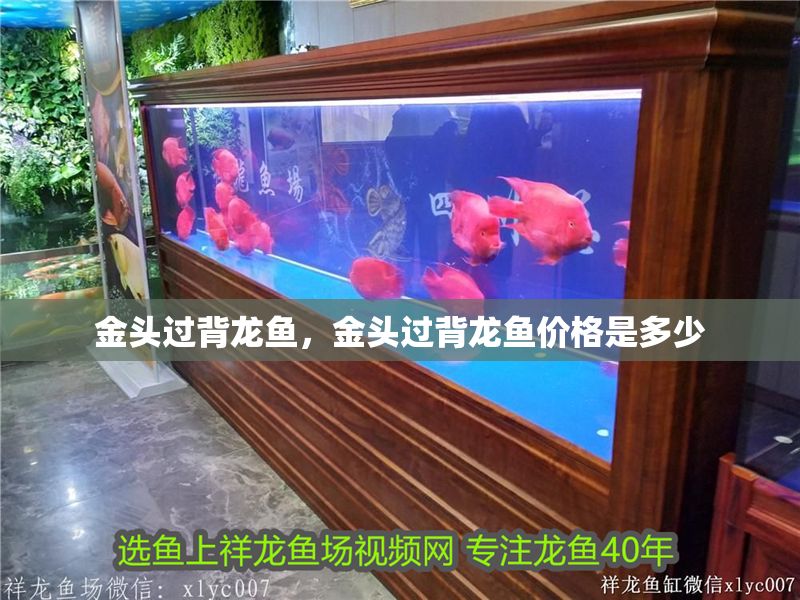 金頭過背龍魚，金頭過背龍魚價格是多少