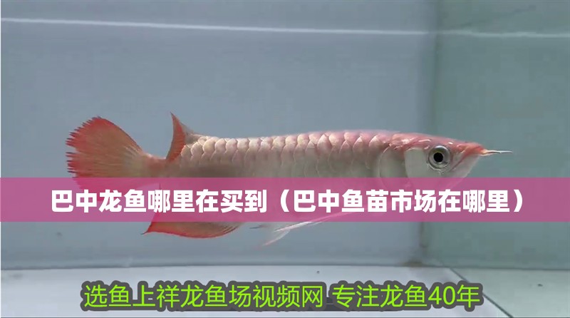 巴中龍魚哪里在買到（巴中魚苗市場在哪里）