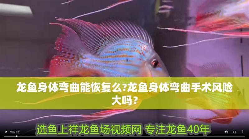 龍魚身體彎曲能恢復么?龍魚身體彎曲手術風險大嗎？