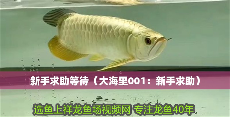 新手求助等待（大海里001：新手求助）