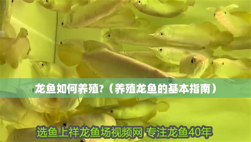 龍魚如何養殖?（養殖龍魚的基本指南） 龍魚如何養殖?（養殖龍魚的基本指南） 觀賞魚百科