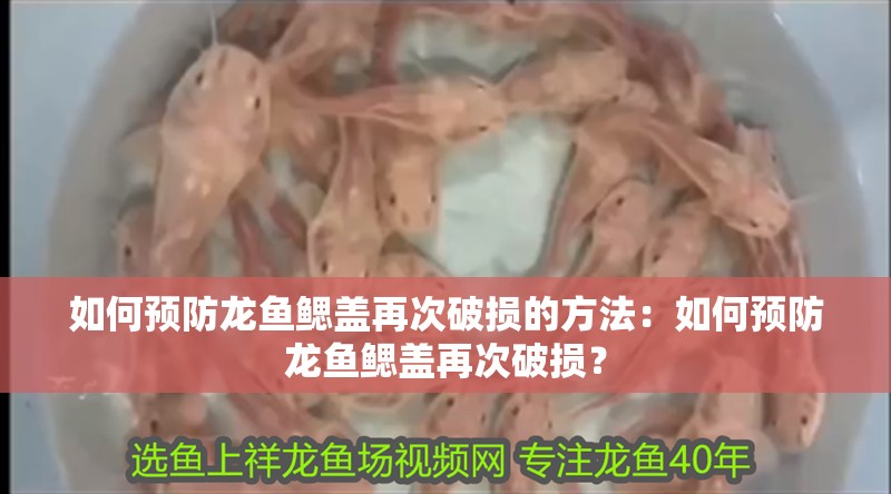如何預(yù)防龍魚鰓蓋再次破損的方法：如何預(yù)防龍魚鰓蓋再次破損？