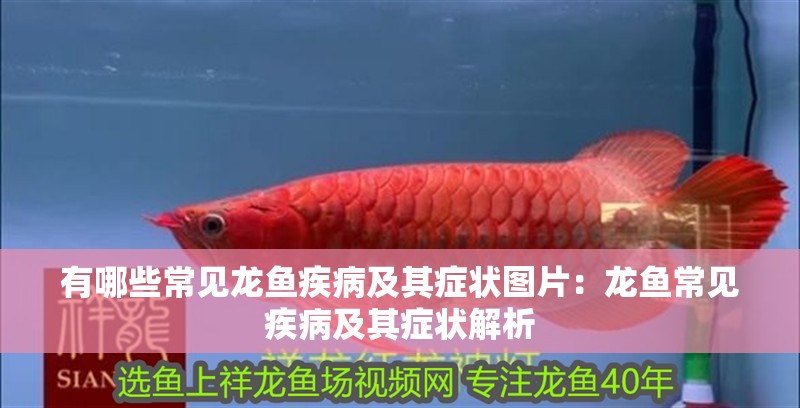 有哪些常見龍魚疾病及其癥狀圖片：龍魚常見疾病及其癥狀解析