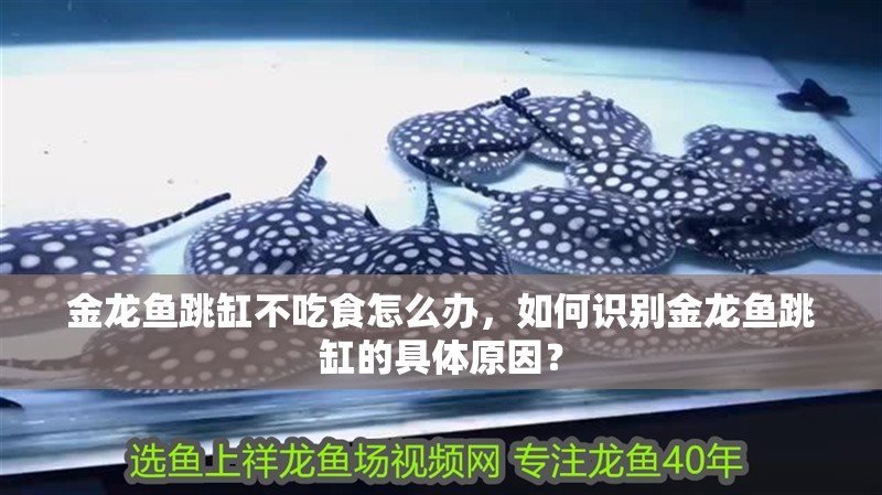 金龍魚跳缸不吃食怎么辦，如何識別金龍魚跳缸的具體原因？ 金龍魚跳缸不吃食怎么辦，如何識別金龍魚跳缸的具體原因？ 觀賞魚百科