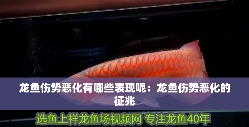 龍魚傷勢惡化有哪些表現呢：龍魚傷勢惡化的征兆