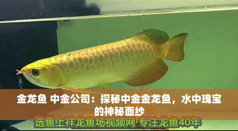 金龍魚 中金公司：探秘中金金龍魚，水中瑰寶的神秘面紗