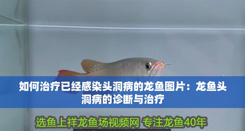 如何治療已經感染頭洞病的龍魚圖片：龍魚頭洞病的診斷與治療
