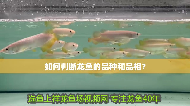如何判斷龍魚的品種和品相？