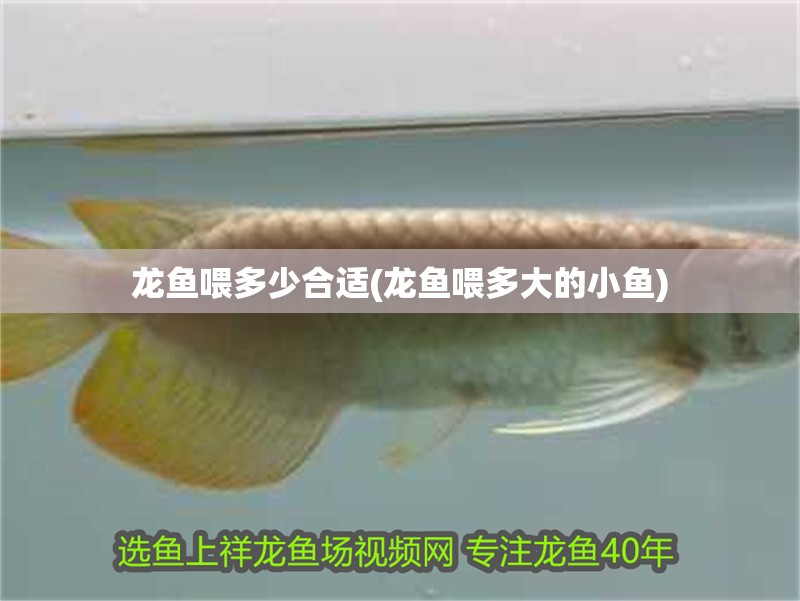 龍魚喂多少合適(龍魚喂多大的小魚) 龍魚喂多少合適(龍魚喂多大的小魚) 觀賞魚百科