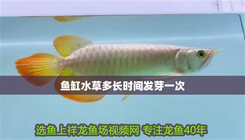 魚缸水草多長時間發芽一次 魚缸水草多長時間發芽一次 觀賞魚百科