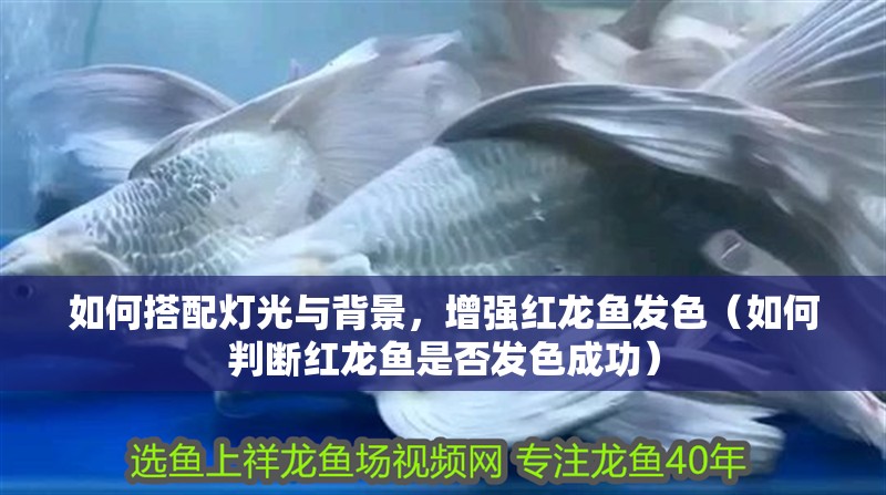 如何搭配燈光與背景，增強紅龍魚發色（如何判斷紅龍魚是否發色成功）