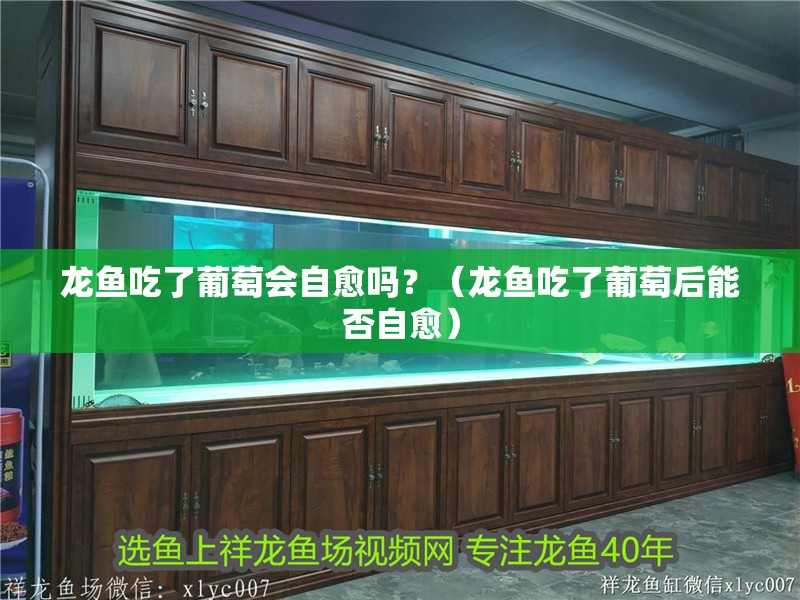 龍魚吃了葡萄會自愈嗎？（龍魚吃了葡萄后能否自愈） 龍魚吃了葡萄會自愈嗎？（龍魚吃了葡萄后能否自愈） 龍魚百科