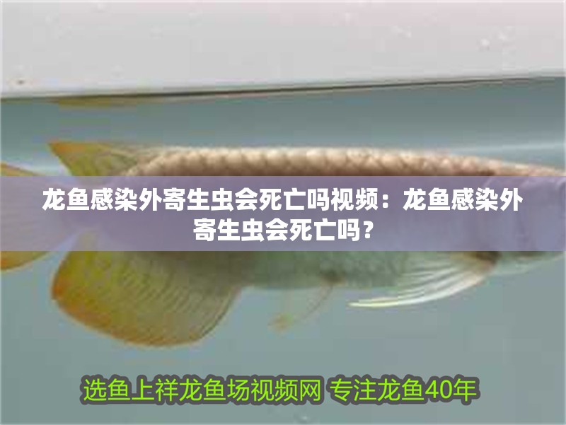 龍魚感染外寄生蟲會死亡嗎視頻：龍魚感染外寄生蟲會死亡嗎？