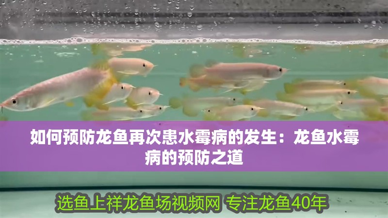 如何預防龍魚再次患水霉病的發生：龍魚水霉病的預防之道