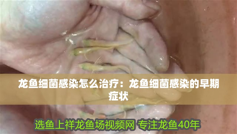 龍魚細菌感染怎么治療：龍魚細菌感染的早期癥狀