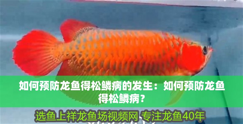 如何預防龍魚得松鱗病的發生：如何預防龍魚得松鱗病？