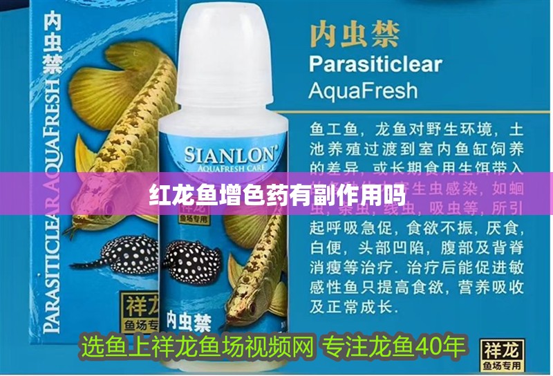 紅龍魚增色藥有副作用嗎