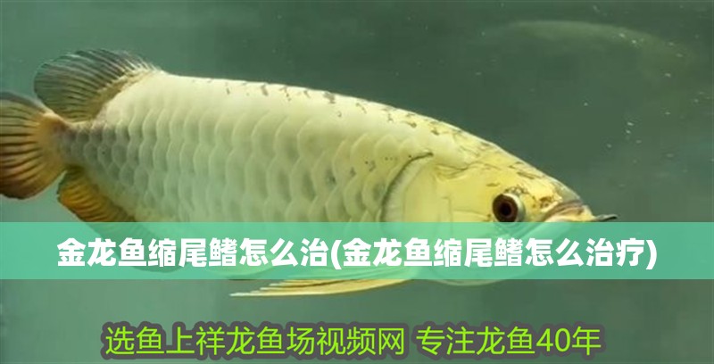 魚缸過濾器選購指南:自制魚缸過濾器魚缸上置過濾器對于養魚愛好者的必備知識 金龍魚縮尾鰭怎么治(金龍魚縮尾鰭怎么治療) 觀賞魚百科 金龍魚縮尾鰭怎么治(金龍魚縮尾鰭怎么治療) 金龍魚縮尾鰭怎么治(金龍魚縮尾鰭怎么治療) 觀賞魚百科