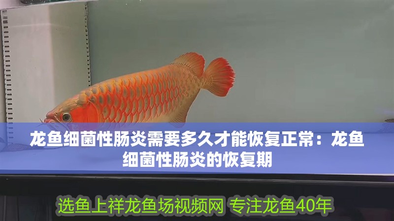 龍魚細菌性腸炎需要多久才能恢復正常：龍魚細菌性腸炎的恢復期 龍魚細菌性腸炎需要多久才能恢復正常：龍魚細菌性腸炎的恢復期 水族問答