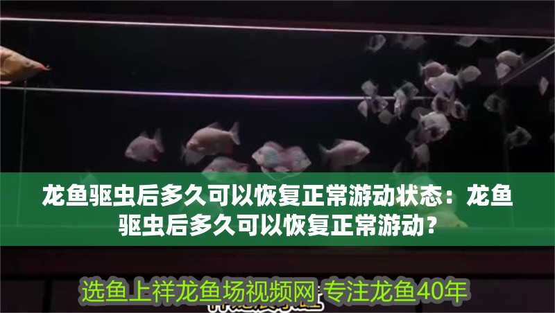 龍魚驅蟲后多久可以恢復正常游動狀態：龍魚驅蟲后多久可以恢復正常游動？ 龍魚驅蟲后多久可以恢復正常游動狀態：龍魚驅蟲后多久可以恢復正常游動？ 水族問答