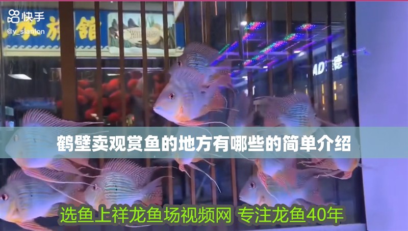 鶴壁賣觀賞魚的地方有哪些的簡單介紹