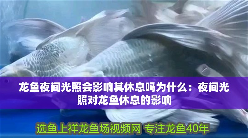 龍魚夜間光照會(huì)影響其休息嗎為什么：夜間光照對龍魚休息的影響