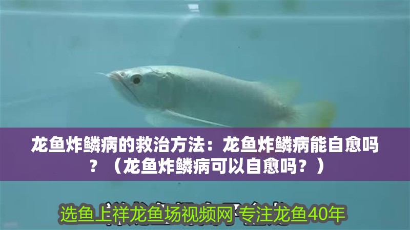 龍魚炸鱗病的救治方法：龍魚炸鱗病能自愈嗎？（龍魚炸鱗病可以自愈嗎？）