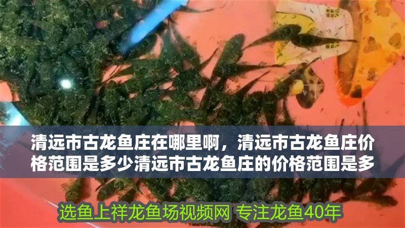 給大魚缸換水的作文:體驗給大魚缸換水的樂趣:體驗給大魚缸換水:給大魚缸換水的作文 清遠市古龍魚莊在哪里啊,清遠市古龍魚莊價格范圍是多少清遠市古龍魚莊的價格范圍是多少 觀賞魚百科 清遠市古龍魚莊在哪里啊,清遠市古龍魚莊價格范圍是多少清遠市古龍魚莊的價格范圍是多少 清遠市古龍魚莊在哪里啊,清遠市古龍魚莊價格范圍是多少清遠市古龍魚莊的價格范圍是多少 觀賞魚百科