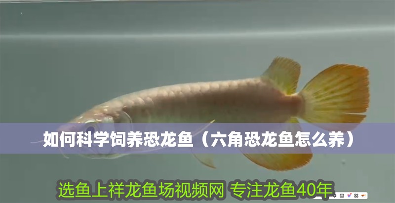 如何科學(xué)飼養(yǎng)恐龍魚（六角恐龍魚怎么養(yǎng)）