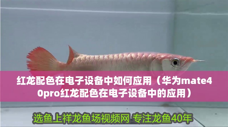 我的虎魚真菌感染了要怎么處理 紅龍配色在電子設(shè)備中如何應(yīng)用(華為mate40pro紅龍配色在電子設(shè)備中的應(yīng)用) 龍魚百科 紅龍配色在電子設(shè)備中如何應(yīng)用(華為mate40pro紅龍配色在電子設(shè)備中的應(yīng)用) 紅龍配色在電子設(shè)備中如何應(yīng)用(華為mate40pro紅龍配色在電子設(shè)備中的應(yīng)用) 龍魚百科