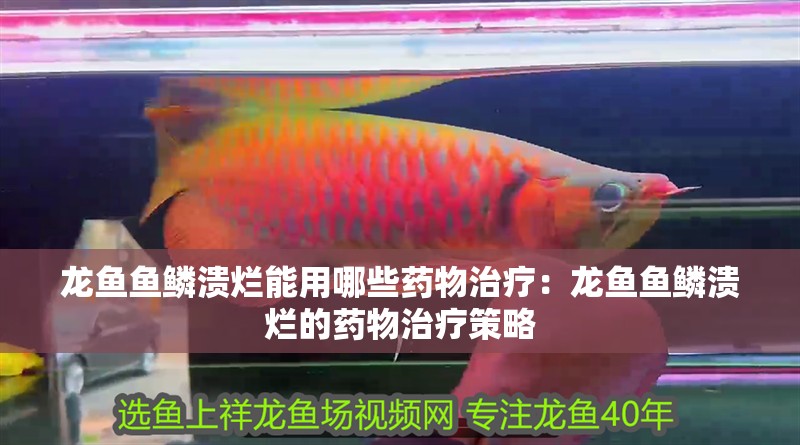 龍魚魚鱗潰爛能用哪些藥物治療：龍魚魚鱗潰爛的藥物治療策略