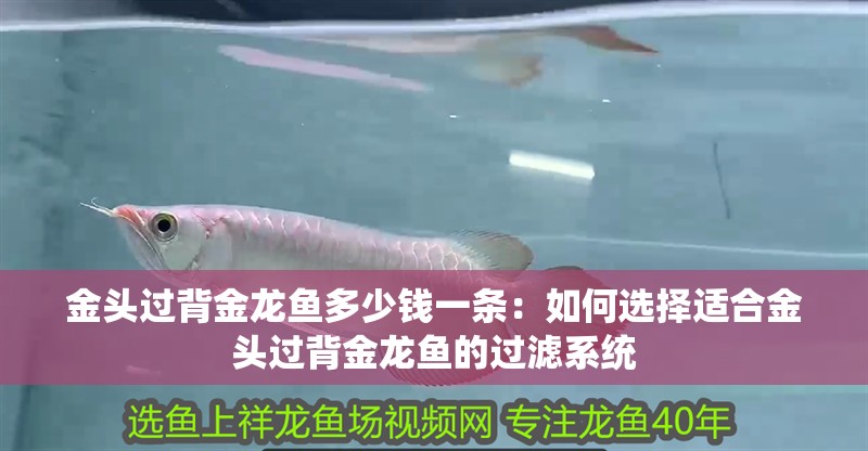 金頭過背金龍魚多少錢一條：如何選擇適合金頭過背金龍魚的過濾系統